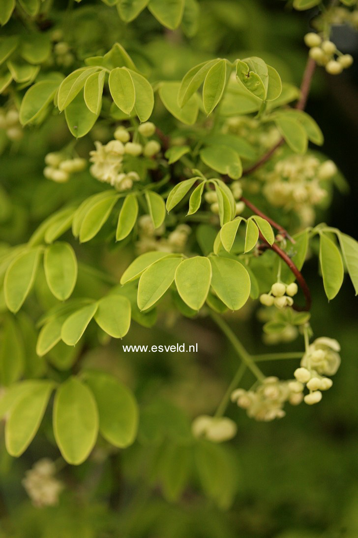 Akebia quinata 'Alba'