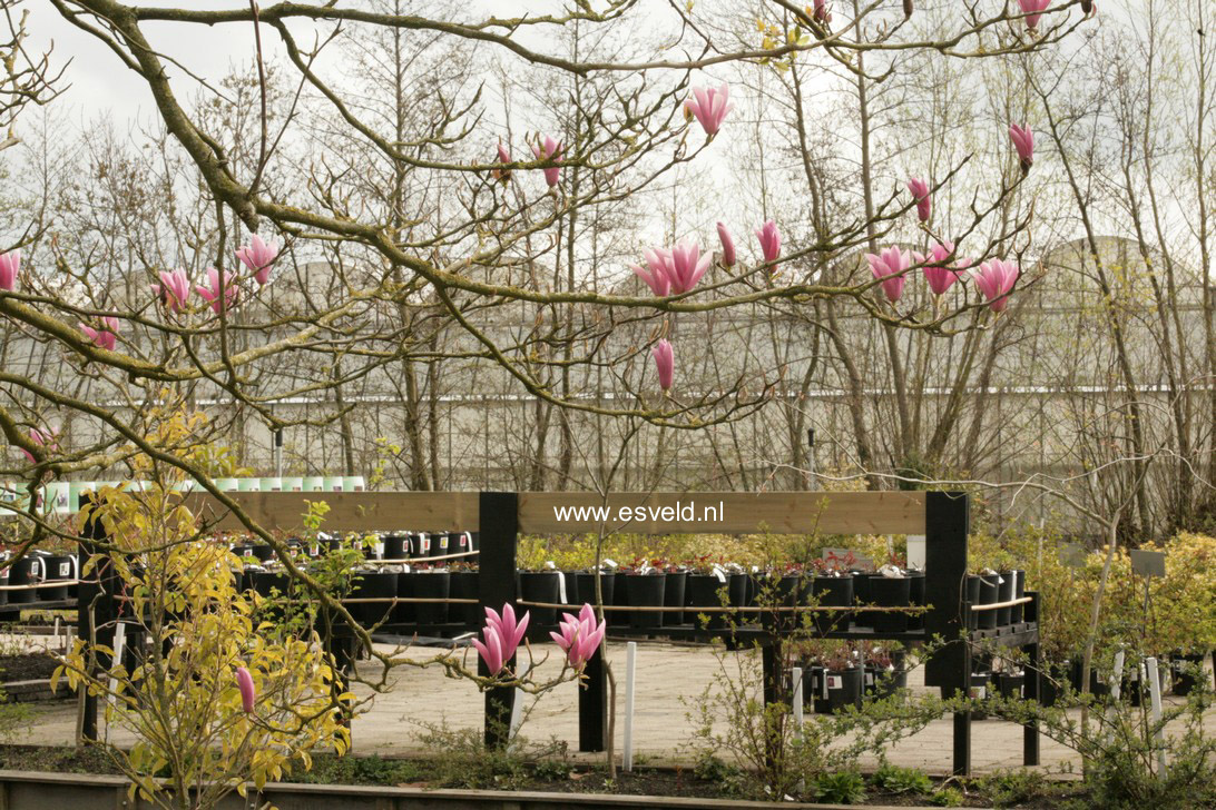 Magnolia 'Heaven Scent'