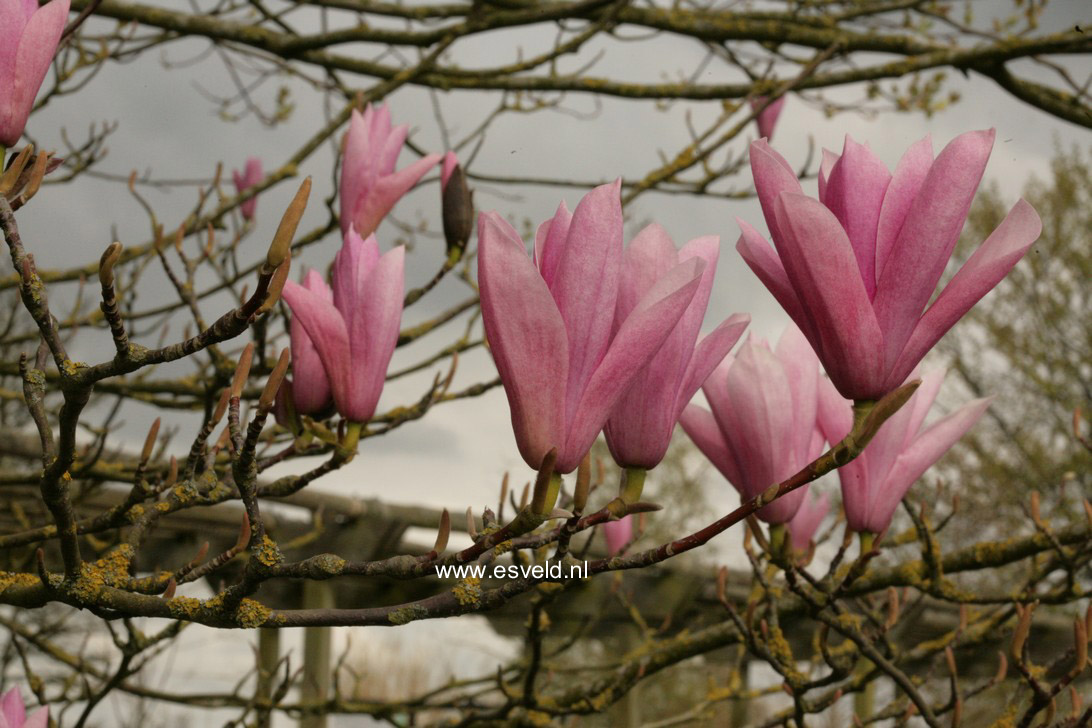 Magnolia 'Heaven Scent'