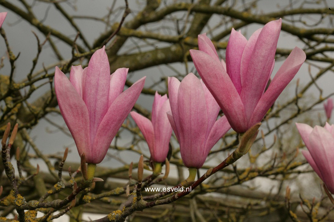 Magnolia 'Heaven Scent'