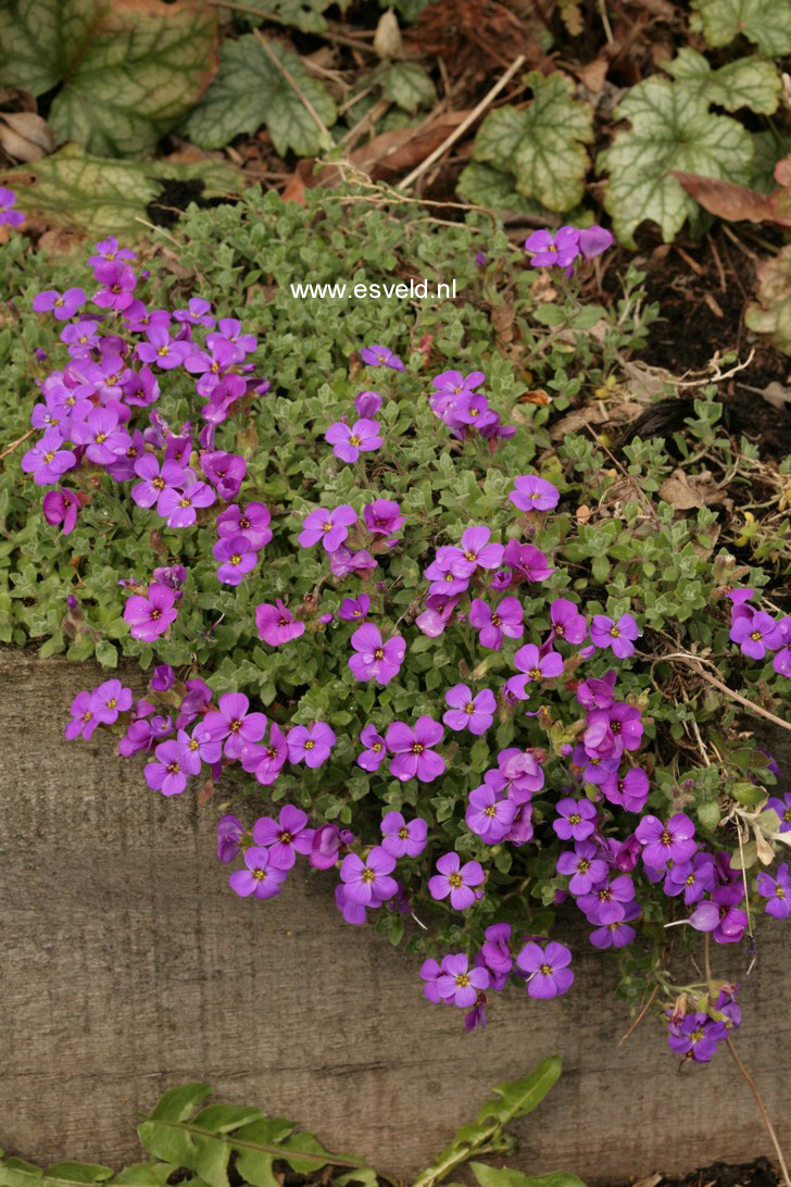 Aubrieta 'Hamburger Stadtpark'