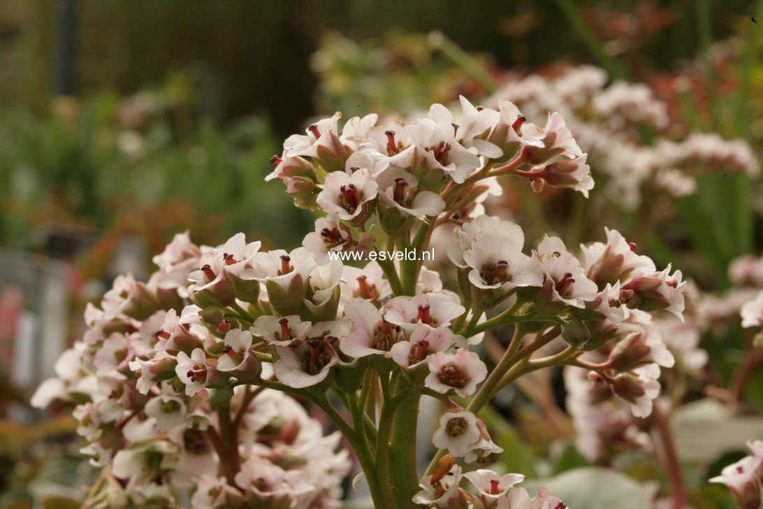 Bergenia 'Silberlicht'