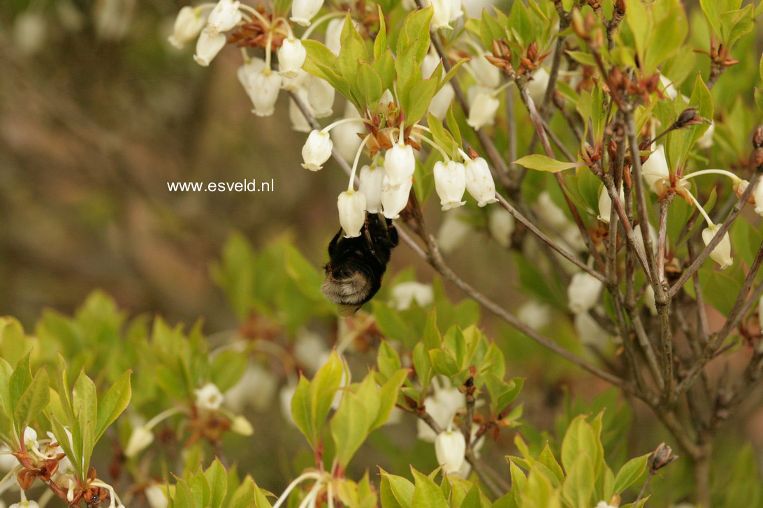 Enkianthus perulatus