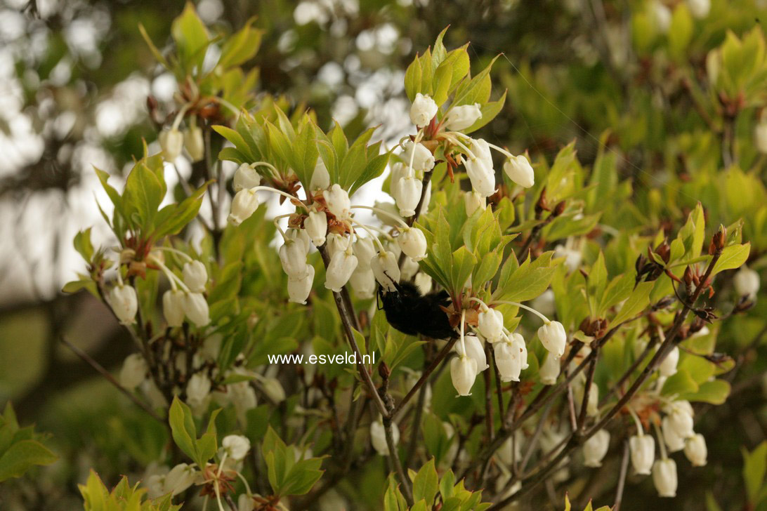 Enkianthus perulatus