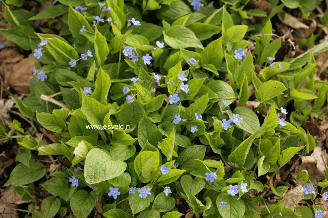 Omphalodes verna