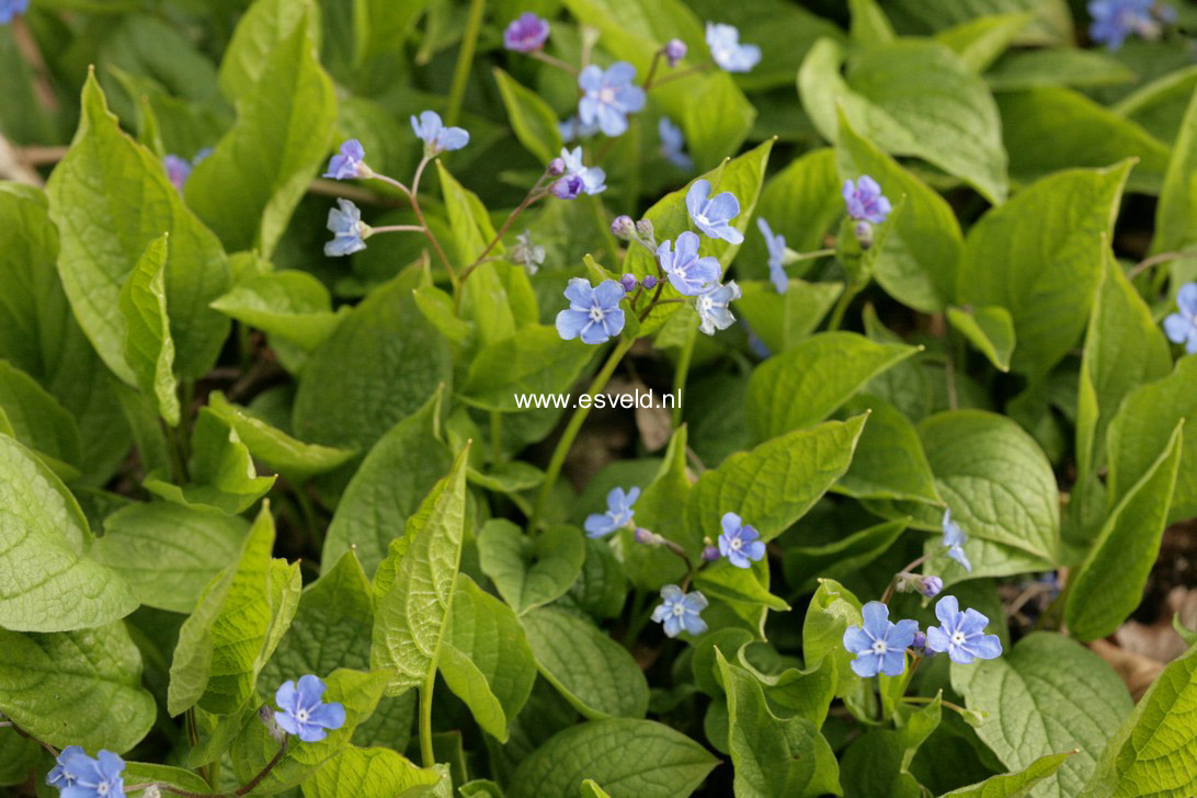 Omphalodes verna