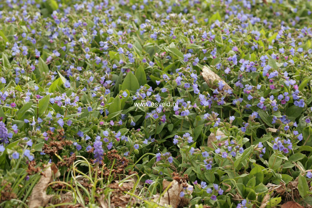 Pulmonaria angustifolia