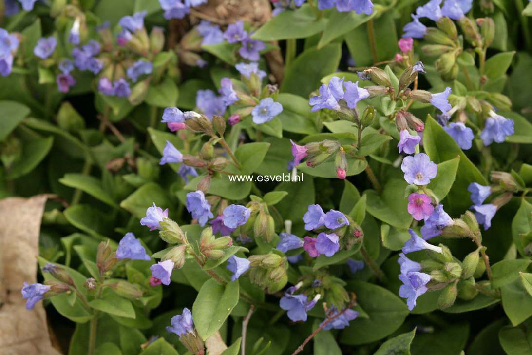 Pulmonaria angustifolia