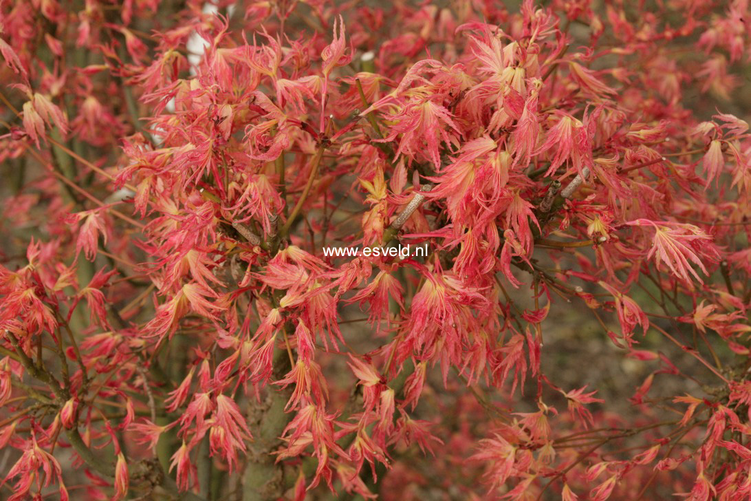 Acer palmatum 'Peve Multicolor'