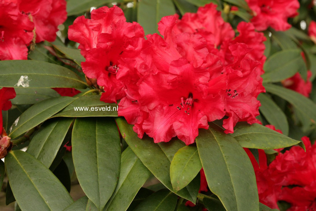 Rhododendron 'Grace Seabrook'