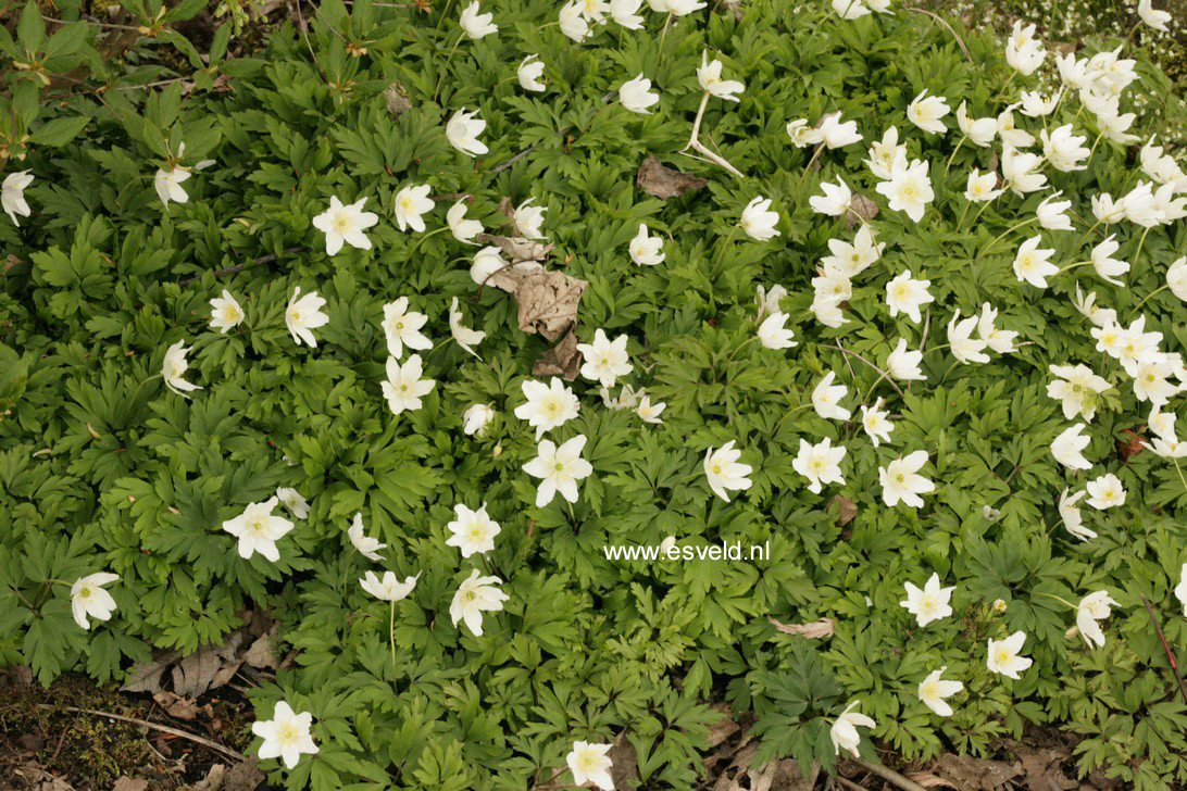 Anemone nemorosa 'Hilda'