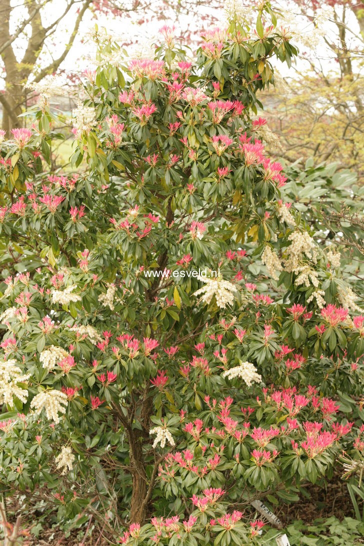 Pieris 'Flaming Silver'