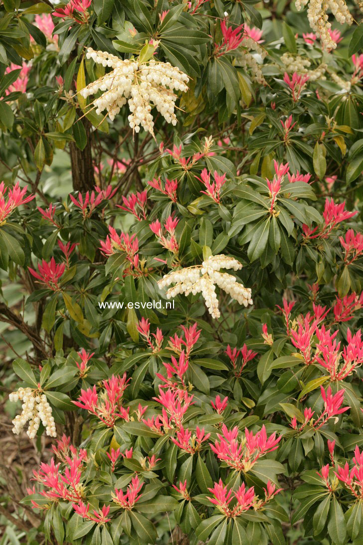 Pieris 'Ticknor'