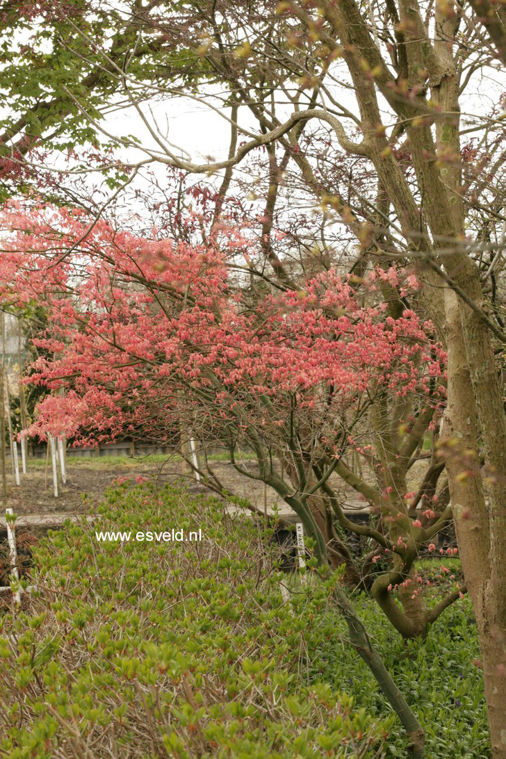 Acer palmatum 'Ruben'