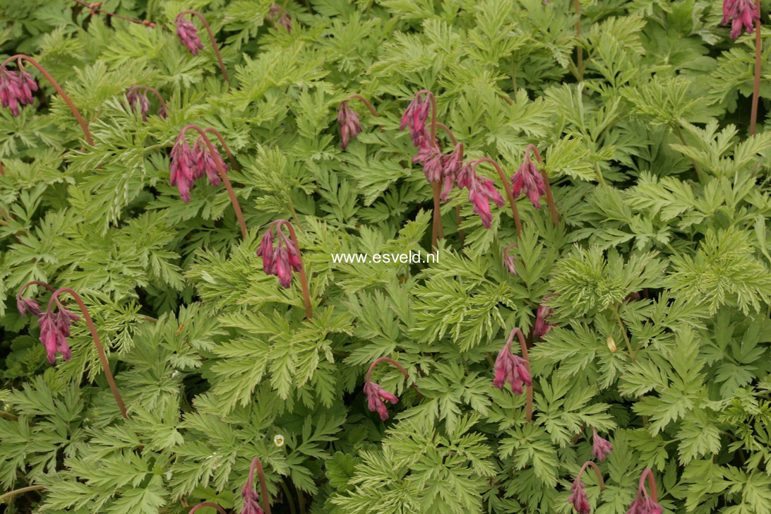 Dicentra formosa 'Luxuriant'