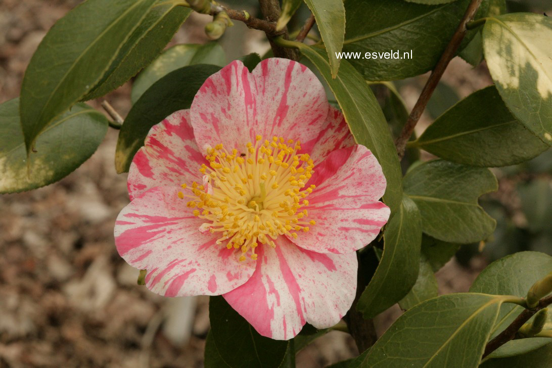 Camellia japonica 'Shin tsukasa nishiki'