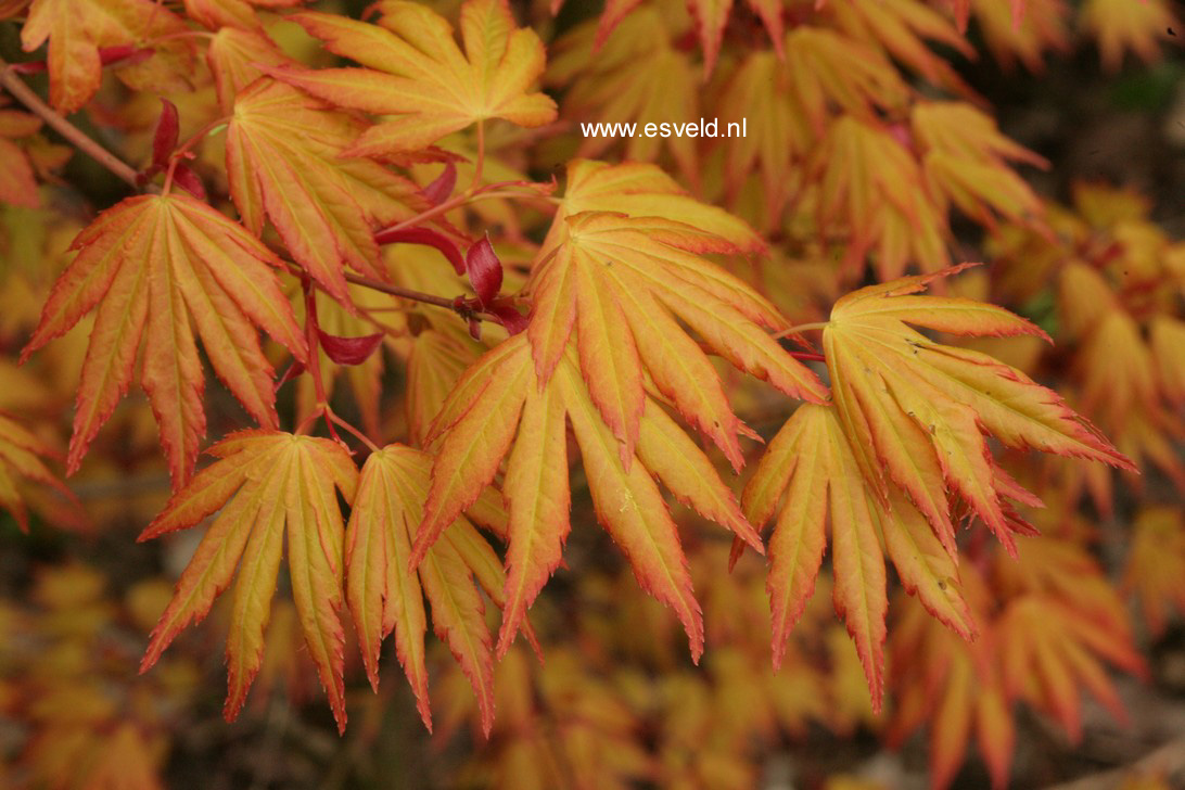 Acer palmatum 'Orange Dream'