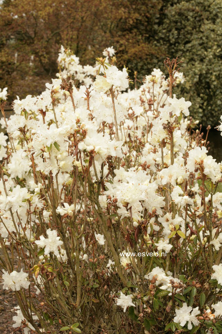 Rhododendron flavidum 'Albiflorum'