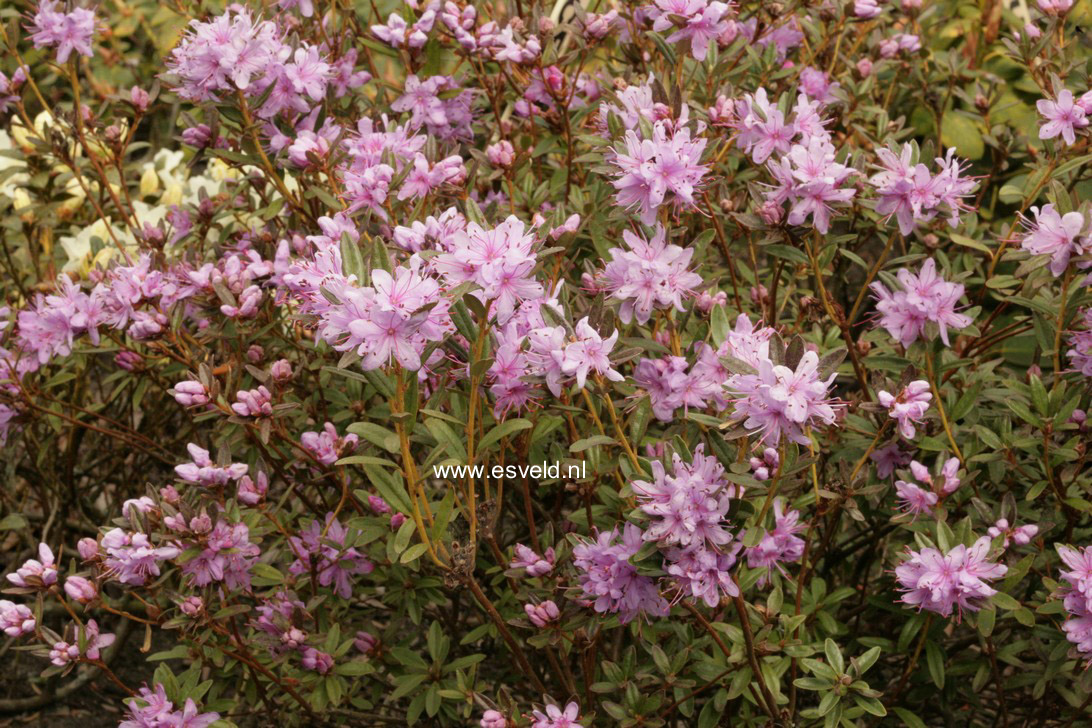 Rhododendron dasypetalum