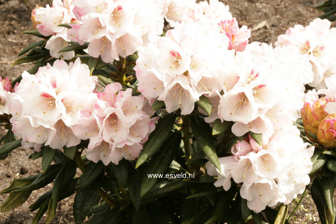 Rhododendron 'Blewbury'