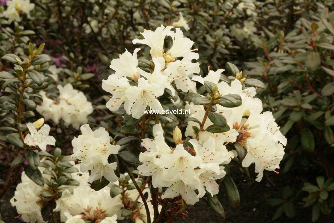 Rhododendron 'Cream Crest'