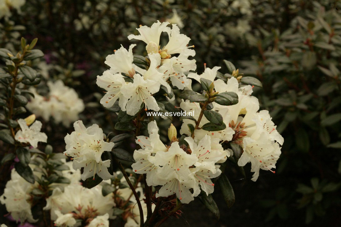 Rhododendron 'Cream Crest'