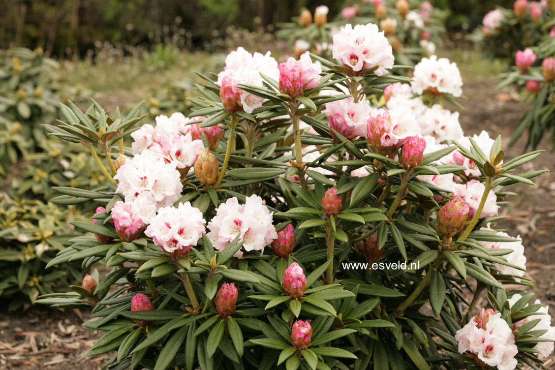 Rhododendron 'Blewbury'