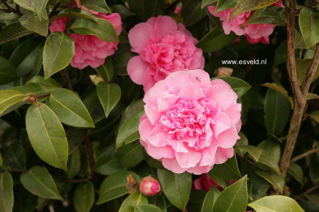 Camellia japonica 'Debbie'