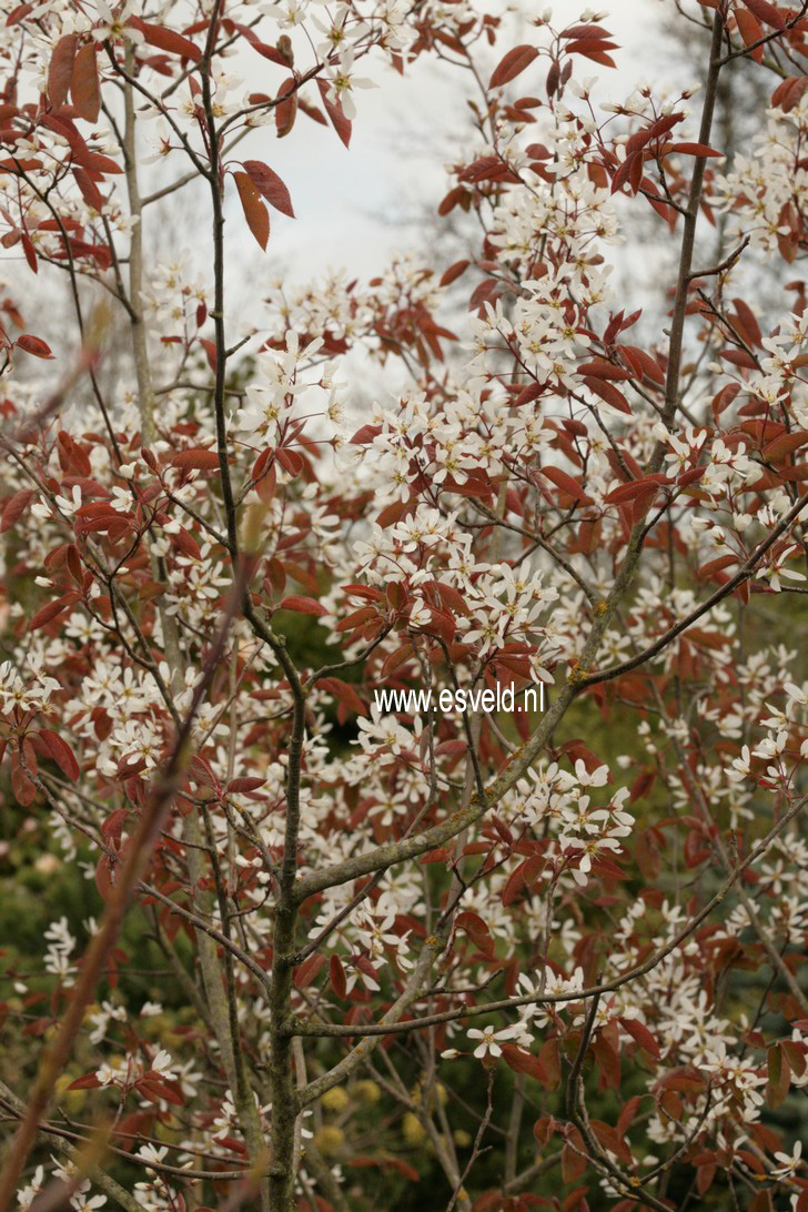 Amelanchier lamarckii