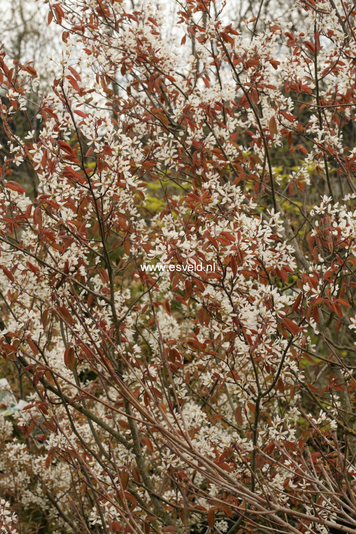 Amelanchier lamarckii