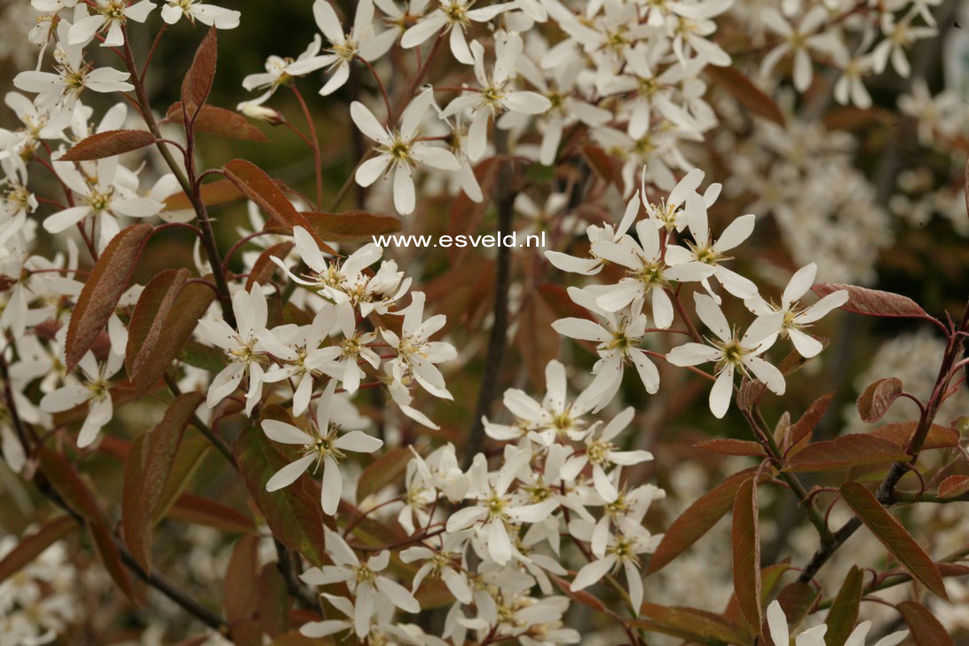 Amelanchier lamarckii