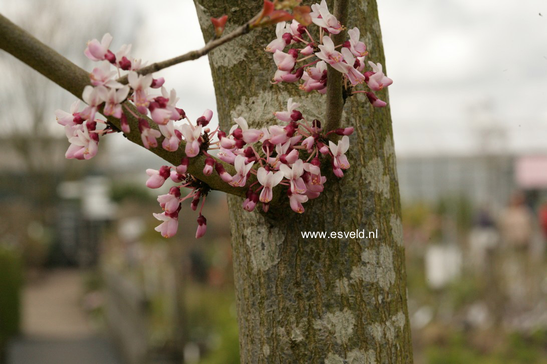 Cercis gigantea