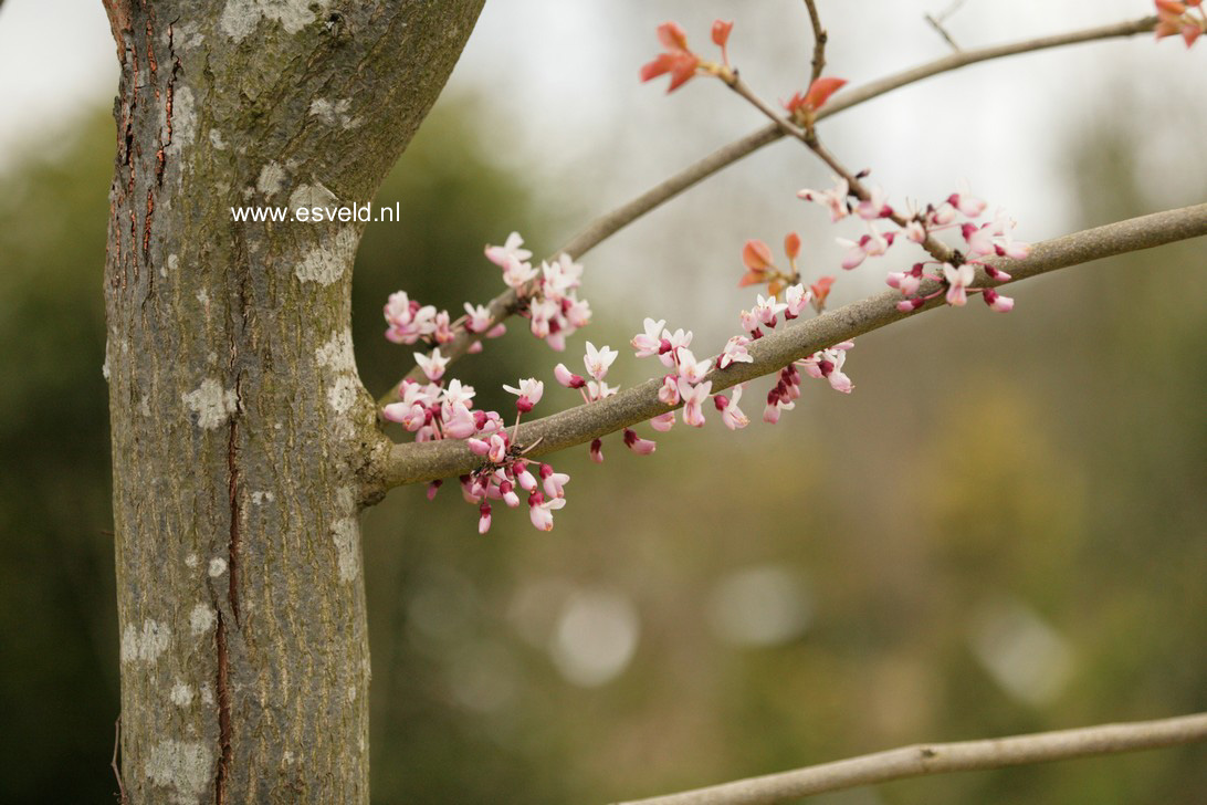 Cercis gigantea