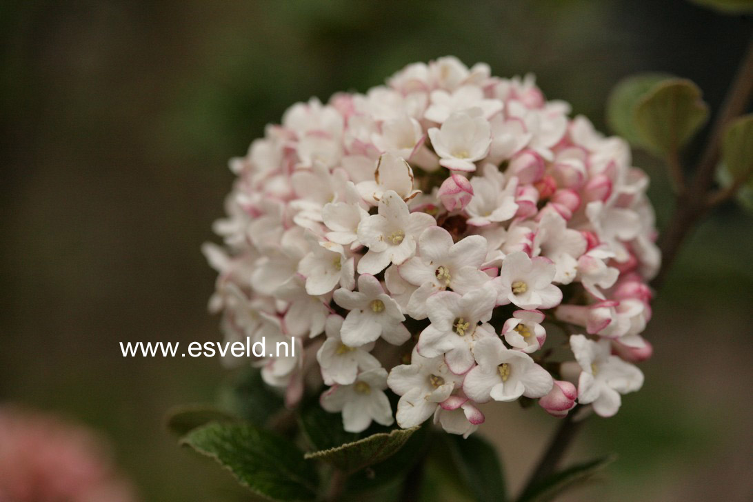 Viburnum burkwoodii 'Anne Russell'