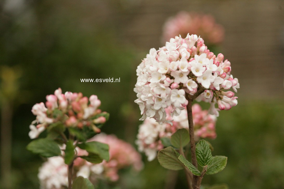 Viburnum burkwoodii 'Anne Russell'