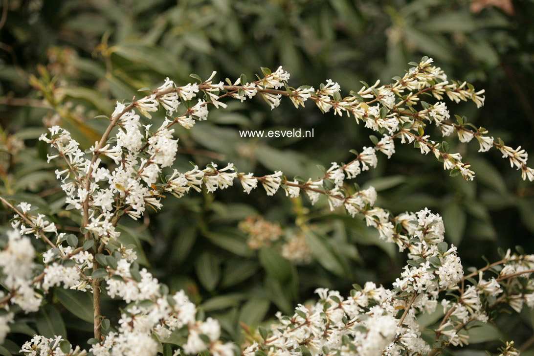 Osmanthus delavayi