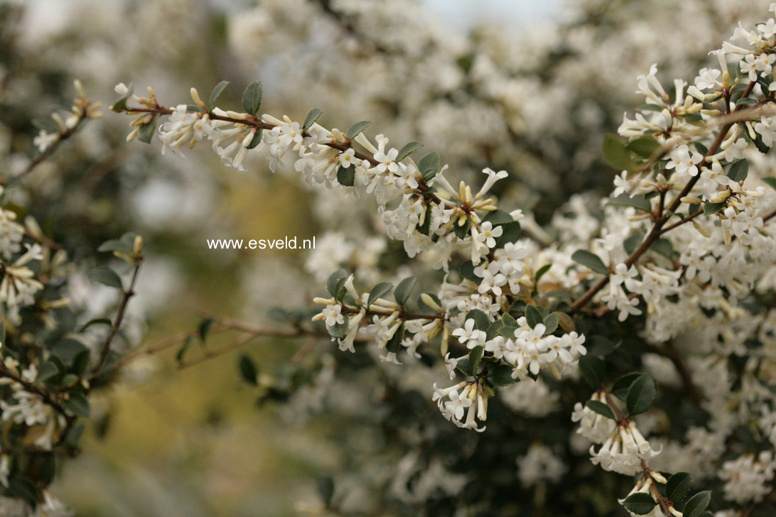 Osmanthus delavayi