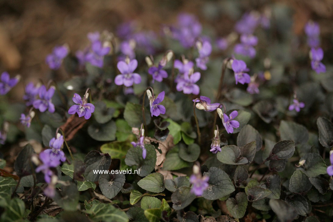 Viola labradorica