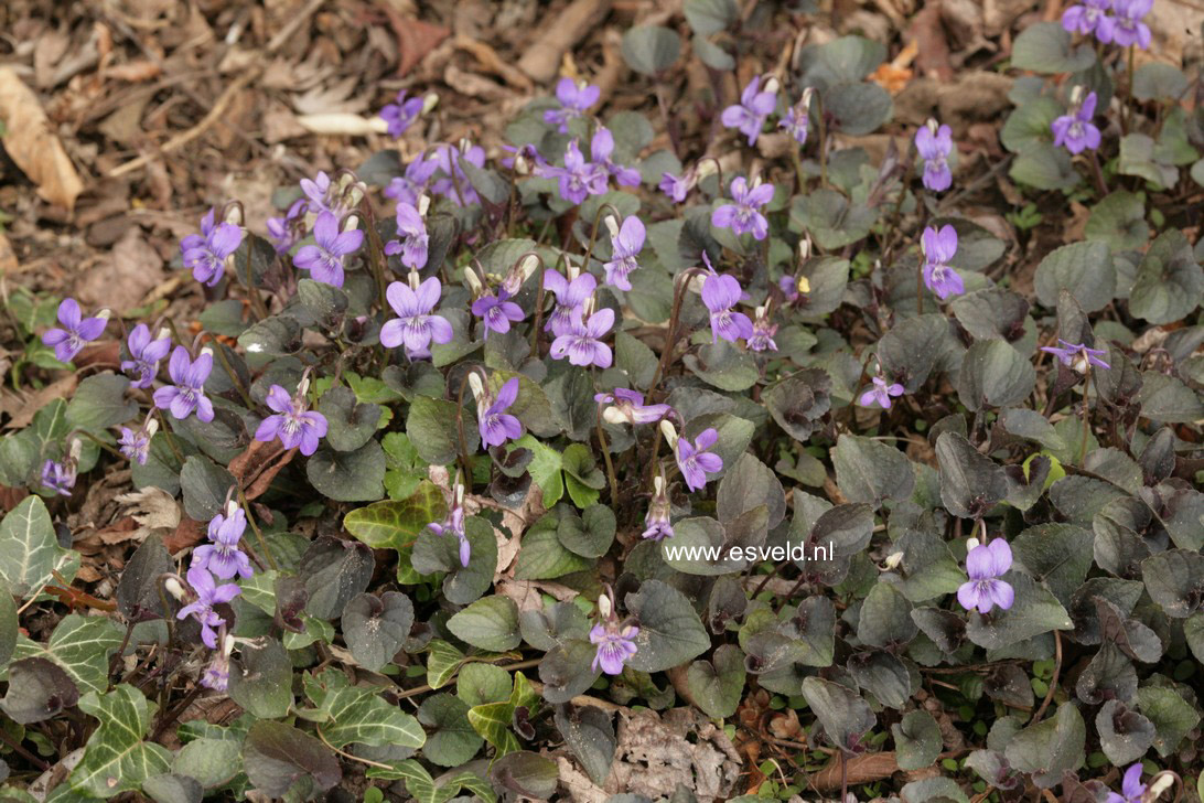 Viola labradorica