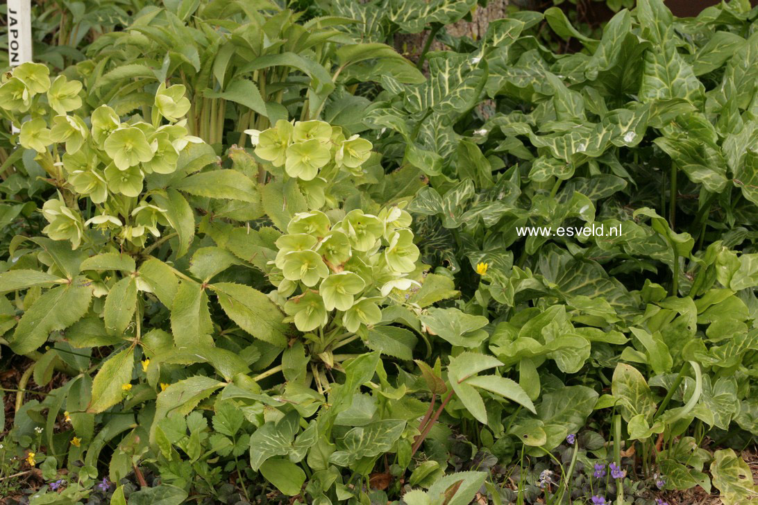 Helleborus argutifolius