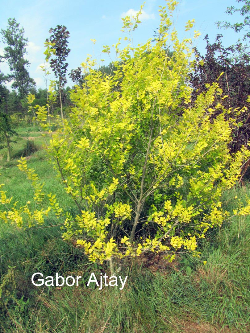 Ulmus pumila 'Aurea' (BEIJING GOLD)