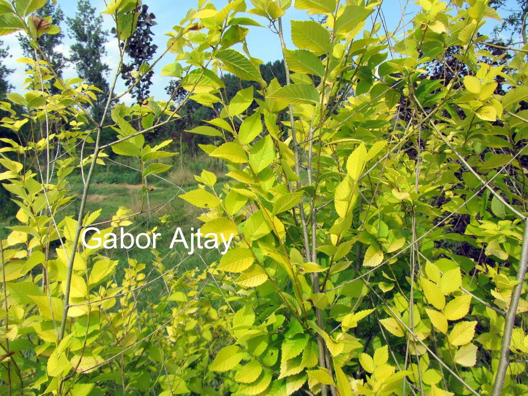 Ulmus pumila 'Aurea' (BEIJING GOLD)