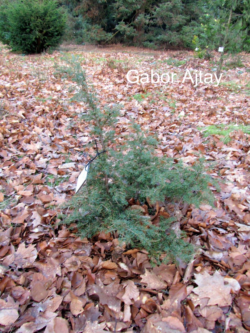 Tsuga mertensiana 'Glauca'