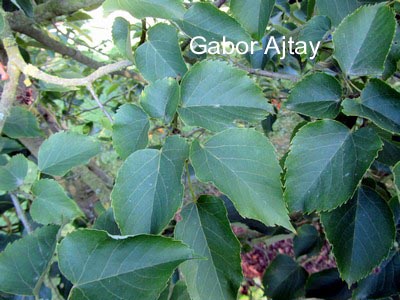 Tilia miqueliana