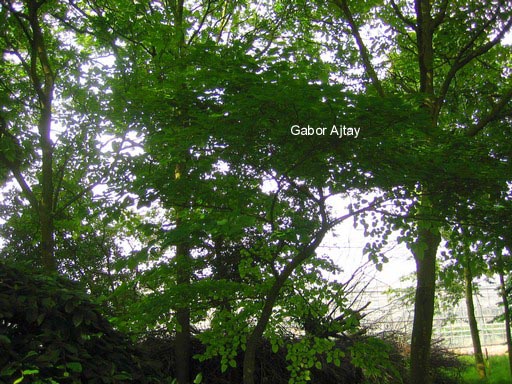 Tilia miqueliana