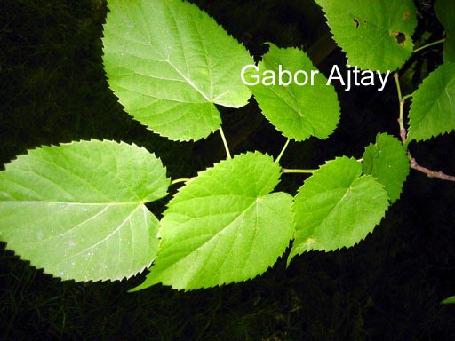 Tilia miqueliana