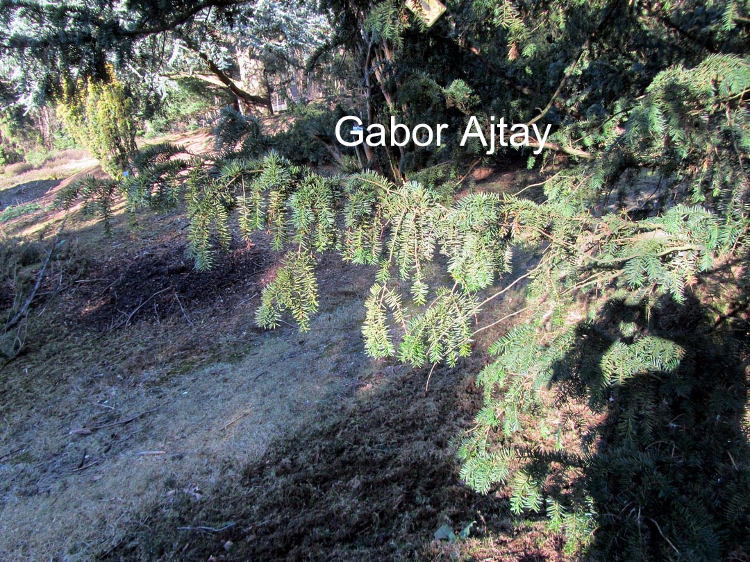 Taxus baccata 'Gracilis Pendula'