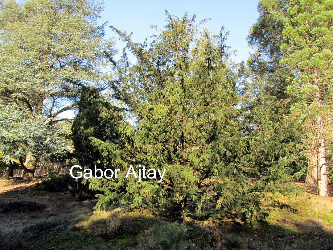 Taxus baccata 'Gracilis Pendula'