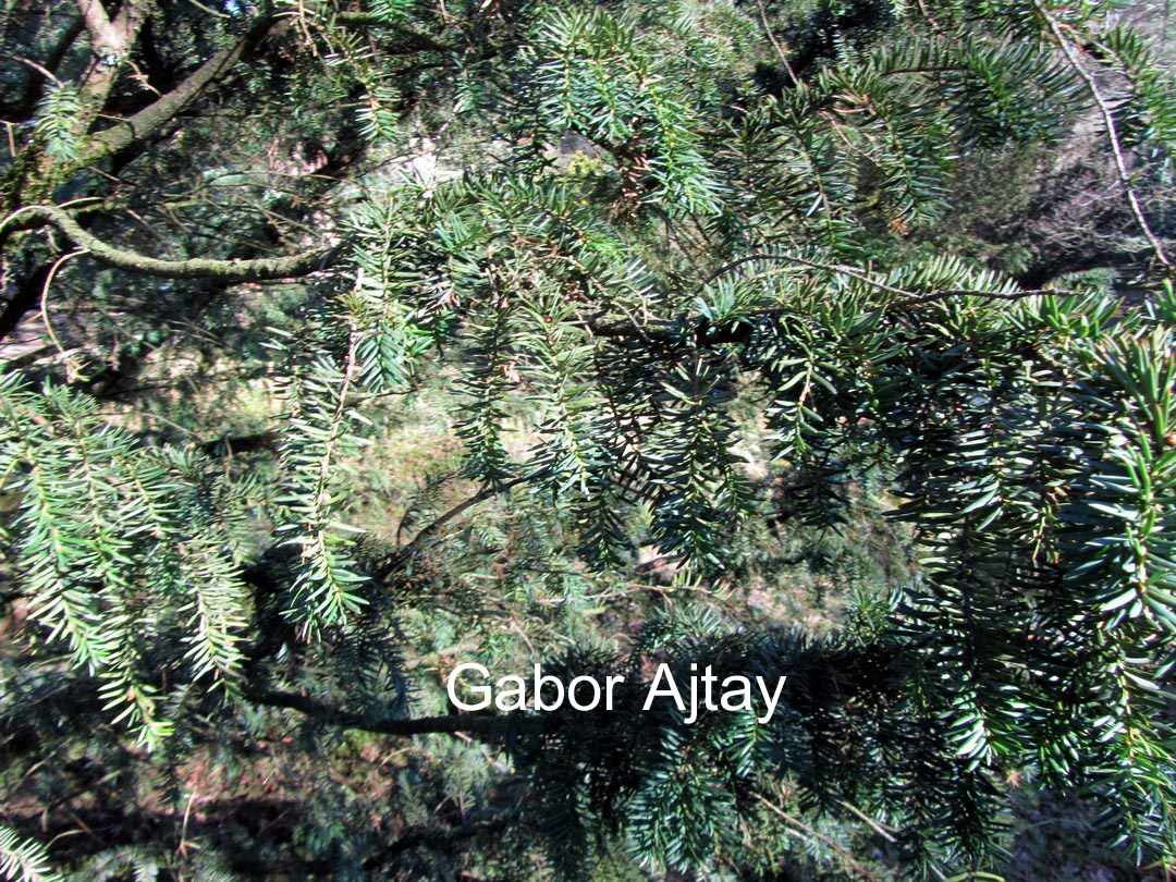 Taxus baccata 'Gracilis Pendula'