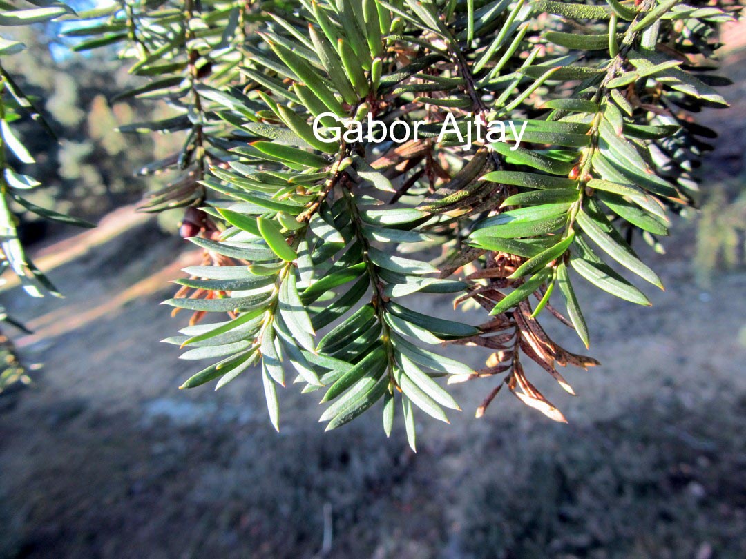 Taxus baccata 'Gracilis Pendula'